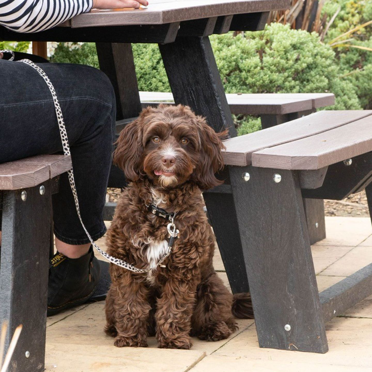 Your local dog friendly pub in Brackley